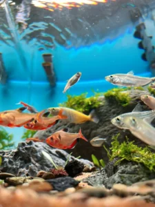 Backlighting Application for Home Aquariums