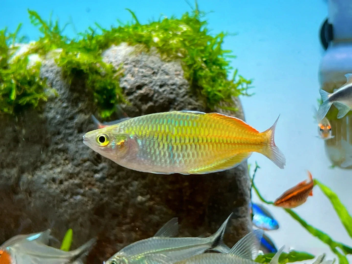 Backlighting Application for Home Aquariums